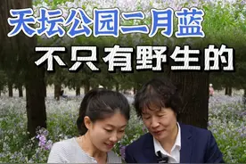 【#天坛的二月蓝不只有野生  ，前一年夏天就人工补种上了】眼下二月蓝正值盛花期，天坛公园被“香雪海”覆盖，浪漫梦幻。二月蓝因为在农历二月开蓝紫色的花而得名，又叫诸葛菜，传说诸葛亮在行军打仗时拿它来充饥。二月蓝是乡土植物，可以自播，但天坛公园也会在每年七八月人工补播，第二年春天返青后，抽葶、拔节，很快就花开全园。二月蓝的花瓣从纯白色到堇紫色均有分布，深色花瓣到后期会褪色，纯白色比较少见。#中轴线冷知识视频封面