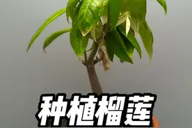 如果将榴莲里的种子取出来种植会怎么样 #榴莲种植 #榴莲育苗 #种植小技巧 #三农视频封面