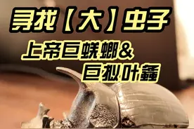 中国最大的屎壳郎，你算是在抖音上也见到了！ 寻找热带大虫，有亿点好玩！#自然奇境科普季 #上帝巨蜣螂 #巨拟叶螽 #一起去野 #抖音知识年终大赏视频封面