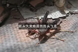 断头大黄蜂，没想到可以存活，并且抱着自己的头飞走视频封面
