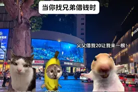 当你找兄弟借钱时 #猫meme  #猫meme小剧场  #内容过于真实视频封面