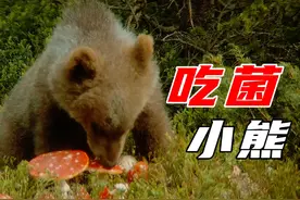 吃完毒蘑菇的小熊，差点就真的躺板板了视频封面