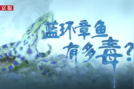 蓝环章鱼上餐桌：毒性是眼镜蛇50倍，研究称一只可致26人死视频封面