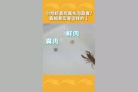 别往小龙虾身上“泼脏水”了，人家也是爱干净的！ #科普 #三农小知识 #乡聚向未来 视频封面