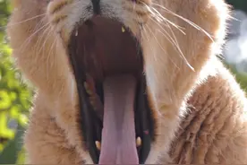 动物打哈欠合集 其实打哈欠是脊椎动物的共性，而且打哈欠会跨物种传染，不信你试试看完想不想打哈欠#催眠 #失眠解压 #动物科普