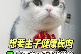 猫粮选对了，健康长肉不是难题！ #猫 #新手养猫 #养猫进阶指南 #养猫新手视频封面