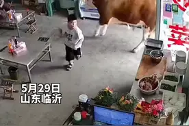 5月29日 山东临沂。黄牛受惊失控闯入牛肉馆，桌子险些撞翻 吓坏众人。店主：幸好无人员伤亡视频封面