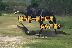 被马踢一脚的后果有多严重？ #科普 #解压 #马 #神奇动物 #冷知识