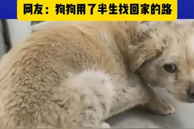 走失了7年的狗狗突然回家 #可爱的修勾视频封面