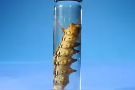 关于毛毛虫，你不了解的一些东西 #神奇动物在抖音 #毛毛虫 #科普一下视频封面