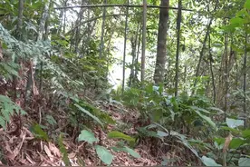 【原始技术】越南小哥赵辉路视频 制造新房屋#荒野建造视频封面