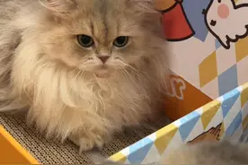 完了完了，nana又开始锤猫了，不会又去不了吧😂 视频封面