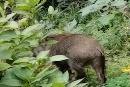 "二师兄"又双叒叕来了！#南京玄武湖现野猪游泳 视频封面