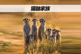 非洲大草原上，有趣的猫鼬家族！#神奇动物在抖音视频封面
