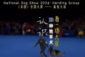 【犬展解说】冠军级牧羊犬都长什么样？ 牧羊犬组大集合