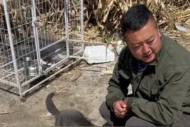 最淘气的狐狸当了爸爸也知道顾家。你们谁家丢小鸡了？#动物的迷惑行为 #海龙家的白狐 #一人一狐