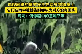 电视剧里的情节发生在两只狗狗身上，它们在雨中遗憾告别都以为对方没有回头，网友：偶像剧中的意难平啊 #遗憾 #意难平 #狗狗的心思都写在脸上了 #520安徽文旅惠民消费季