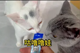 据说咕噜噜娃用颤音对着猫咪说，猫咪就知道你在召唤它? #猫咪视频封面