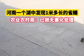 河南一个湖中发现1米多长的雀鳝，农业农村局：已做无害化处理 #1米多长雀鳝 #鳄雀鳝视频封面