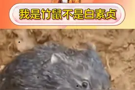 竹鼠：我是什么很坏的鼠吗？ #竹鼠 #水漫鼠洞 #万万没想到视频封面