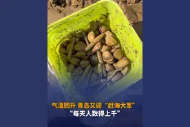 3月12日（采访），山东青岛，气温回升，海滩又迎来“赶海大军”。网友反映，每天人数得上千，蛏子、黄皮蛤蜊挺多的……网友：挖不完，真挖不完！#大海的馈赠 #赶海 #赶海人 #蛏子 #挖蛤蜊视频封面