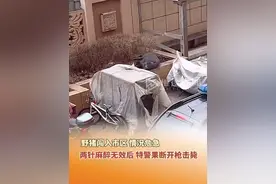 11月21日，吉林桦甸，野猪闯入市区，情况危急，两针麻醉无效后，特警果断开枪击毙。视频封面