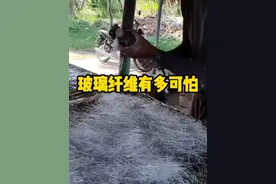 玻璃纤维的危害有多大？ #玻璃纤维  #科普  #有趣的知识又增长了  #解压