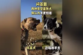 调查：边牧和坎高，“文官”一个“武将”。你认为羊你更怕谁？ 边牧和坎高，都是与羊打交道的畜牧犬，一个高大凶猛，一个敏捷凌厉。你认为羊更怕谁？#抖音萌宠 #愿动物和人类和谐相处 #汪星人 #边牧 #坎高犬 下期讲其中一个。