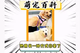 原来离开的狗狗真的会再次回到你的身边 #狗狗 #金毛 #轮回