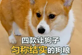 狗子这么养，才能匀称又结实！#宠物知识 #科学养宠攻略 #柯基 #狗粮测评 #狗粮推荐 #狗粮 #宠物vlog视频封面