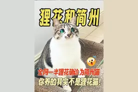 【揭秘】狸花猫VS简州猫，别再分不清㊙️ 👂 耳朵辨识：简州猫耳朵椭圆形，附耳明显，狸花猫耳朵尖尖，附耳小。
🌈 毛发差异：简州猫杂色多，狸花猫棕或深棕色纯狸花，毛发短软。
😺 性格对比：狸花猫活泼独立，简州猫温顺沉稳，捕鼠能手。
 #新手养猫   #养猫经验分享   #猫咪品种   #简州猫   #狸花猫  @抖音短视频