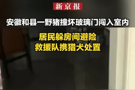 安徽和县一野猪撞坏玻璃门闯入室内 居民躲房间避险 救援队携猎犬处置