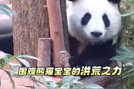 “北辰”“文静”“家欣”回外场啦！ 导播君有话说：#大熊猫北辰 和#大熊猫文静 切磋那一段儿必必必必必必看！镜头摇杆都快被我搓起火了……#iPanda爱熊猫