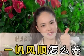 一帆风顺也叫红掌，你知道怎么养好它嘛，这条视频告诉你。 一帆风顺详细养护技巧。#花卉绿植 #爱生活爱养花 #种植小技巧 #一帆风顺 #白掌视频封面