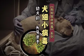 一条视频彻底搞懂【幼犬“头号杀手”】·犬细小病毒！养宠必看！视频封面