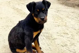 无意中救起的小狗却跟到家门口来了！ #狗狗 #萌娃和萌宠 #感人视频封面