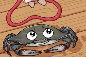 这皮筋挺贵啊 #轻漫计划#螃蟹#螃蟹绑皮筋 #万物皆可达