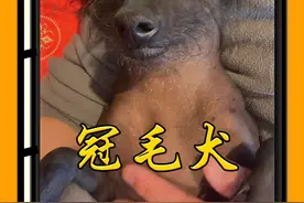 世界上最丑的狗：中华冠毛犬！ #冠毛犬 #最丑的狗 #中国冠毛犬 #生物科普 #动物科普