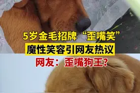 12月17日，四川乐山。5岁金毛招牌“歪嘴笑”，魔性笑容引网友热议，网友：歪嘴狗王？