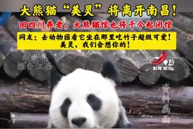 大熊猫”美灵“将离开南昌！回四川老家养老，大熊猫馆也将于今起闭馆#向世界推介江西  #大熊猫美灵  #南昌动物园  #可爱的大熊猫视频封面