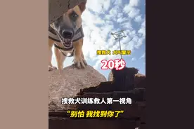 搜救犬训练，发现“被困人员”时着急大叫#搜救犬