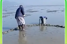 仅需1刀就能处理完一整只海肠子！ #海肠子#来抖音学农技视频封面