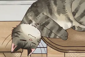 猫：睡太沉不是好事，差点真没了 #猫咪 #宠物 #二次元 #二次元星启计划