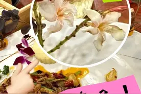 菜盘边毫不起眼的小花居然有毒？！ #知识前沿派对 #有毒植物 #夹竹桃#涨知识 #生活常识视频封面