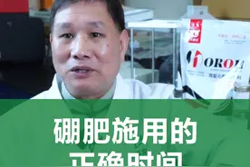 硼肥的正确施用时间和三个黄金搭档，用对了，增产增收 #硼肥 #种植户 #农作物 #三农种植 #三农流量扶持计划视频封面