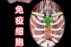 胸腺：免疫细胞发育与筛选、免疫力调节的重要器官。 胸腺视频封面