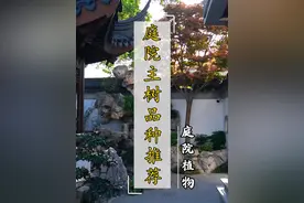 庭院住主景观树推荐！
#中式庭院  #庭院设计  #庭院景观  #庭院植物  #别墅庭院