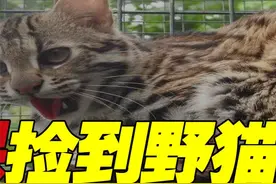 四川村民捡到野猫，长相可爱性情凶疑是豹子，专家表示身份不简单 #动物科普#野生动物#猫#猫豹#涨知识