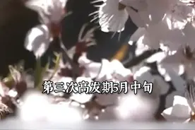 北京飞絮花粉“登场”时间表来了 整个飞絮期持续50天左右