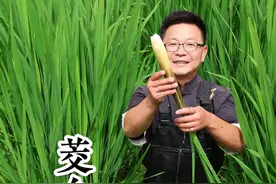 茭白的做法 又到了吃茭白的季节，头茬的茭白又鲜又嫩，顺锅用它做了三道菜，哪一道是你们的菜？ #湖北特色美食 #篙苞视频封面